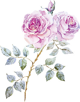 紫色花朵素材圖片