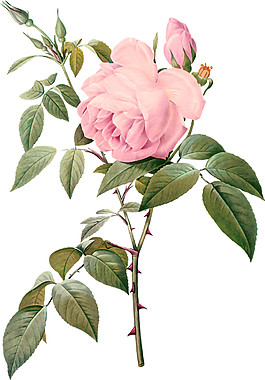 粉色月季花素材圖片