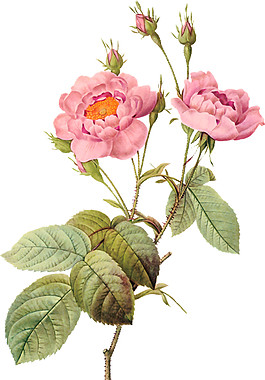 粉色花朵綠葉素材圖片