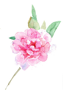 粉色鲜花素材Png素材