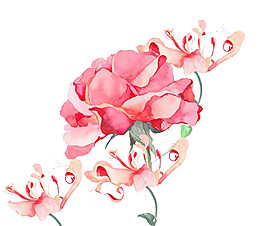 粉色花朵素材圖片