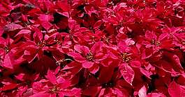 Poinsettia