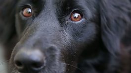 牧羊犬收涨1