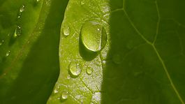 葉面水滴
