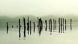 鸟的帖子