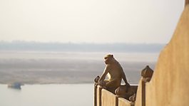 猴子坐在墻上