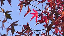 紅葉紅葉