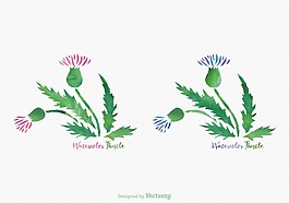 植物水彩矢量素材