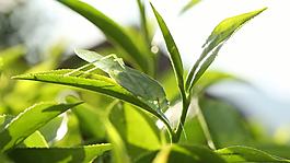 茶叶上的蚂蚱