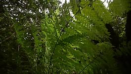 蕨类植物旋转
