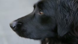 牧羊犬收涨2