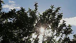 在葉cc-by