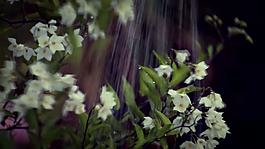 白的花澆水