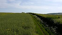 飞过田野