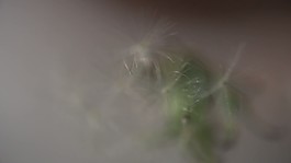 吹蒲公英