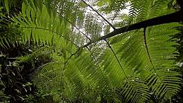 移動下面的Fern