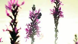 熟睡的蜜蜂醒來