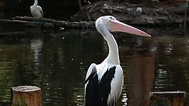 鵜鶘湖附近