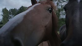 馬靠近