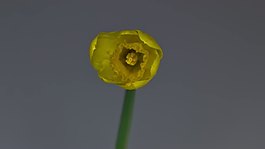 水仙花盛開(kāi)的1