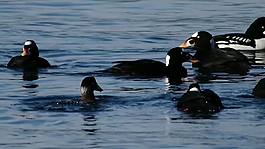 海鳥游泳