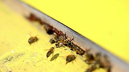 黃色的蜜蜂的入口