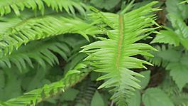 蕨類(lèi)植物的葉子