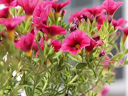 风吹花