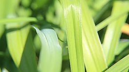 草叶cc-by