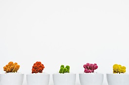 小清新小植物背景