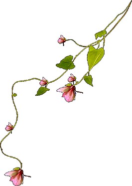 简约花藤图案PNG