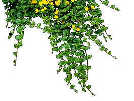装饰花藤图案元素