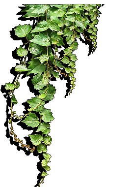 簡約綠色花藤圖案元素