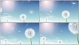無限蒲公英視頻素材