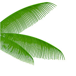 芭蕉叶矢量素材