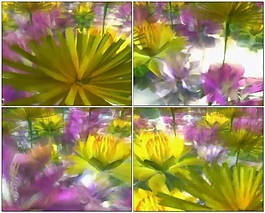 花花轉(zhuǎn)視頻素材