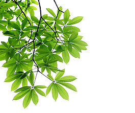 小清新綠葉陽(yáng)光元素