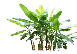 手繪綠色植物元素