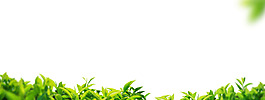 小清新綠葉植物元素