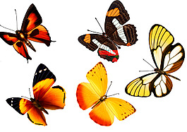 手繪彩色蝴蝶元素