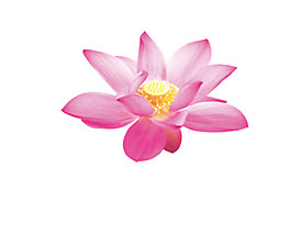 粉色荷花圖案元素