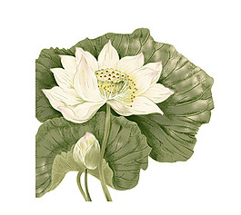 簡(jiǎn)約水彩荷花圖案元素