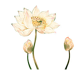 水印蓮花圖案元素