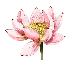 彩色荷花圖案