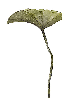 彩繪蓮葉圖案元素