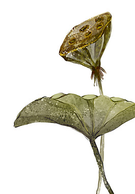 水彩荷葉蓮蓬圖案元素