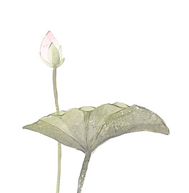 簡(jiǎn)約荷花圖案元素