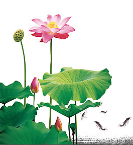 精美荷花圖案元素