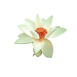 精美水印花朵图案元素