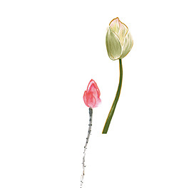 彩绘荷花花蕾图案元素